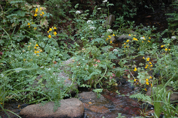 Soberanes Canyon 103.jpg